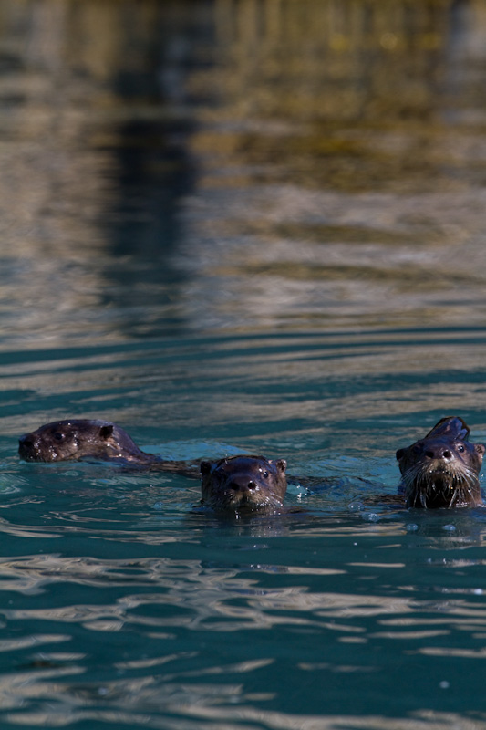 River Otter Family